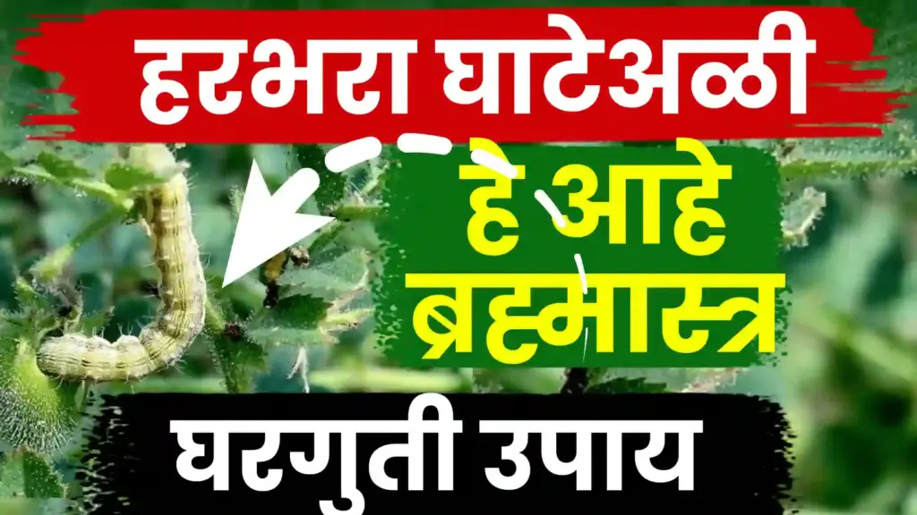 हरभऱ्यावरील घाटे अळी नियंत्रणासाठी नैसर्गिक उपाय; कमी खर्चात टी-आकाराचे ‘पक्षी थांबे’ ठरतील प्रभावी