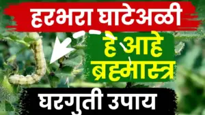 हरभऱ्यावरील घाटे अळी नियंत्रणासाठी नैसर्गिक उपाय; कमी खर्चात टी-आकाराचे ‘पक्षी थांबे’ ठरतील प्रभावी