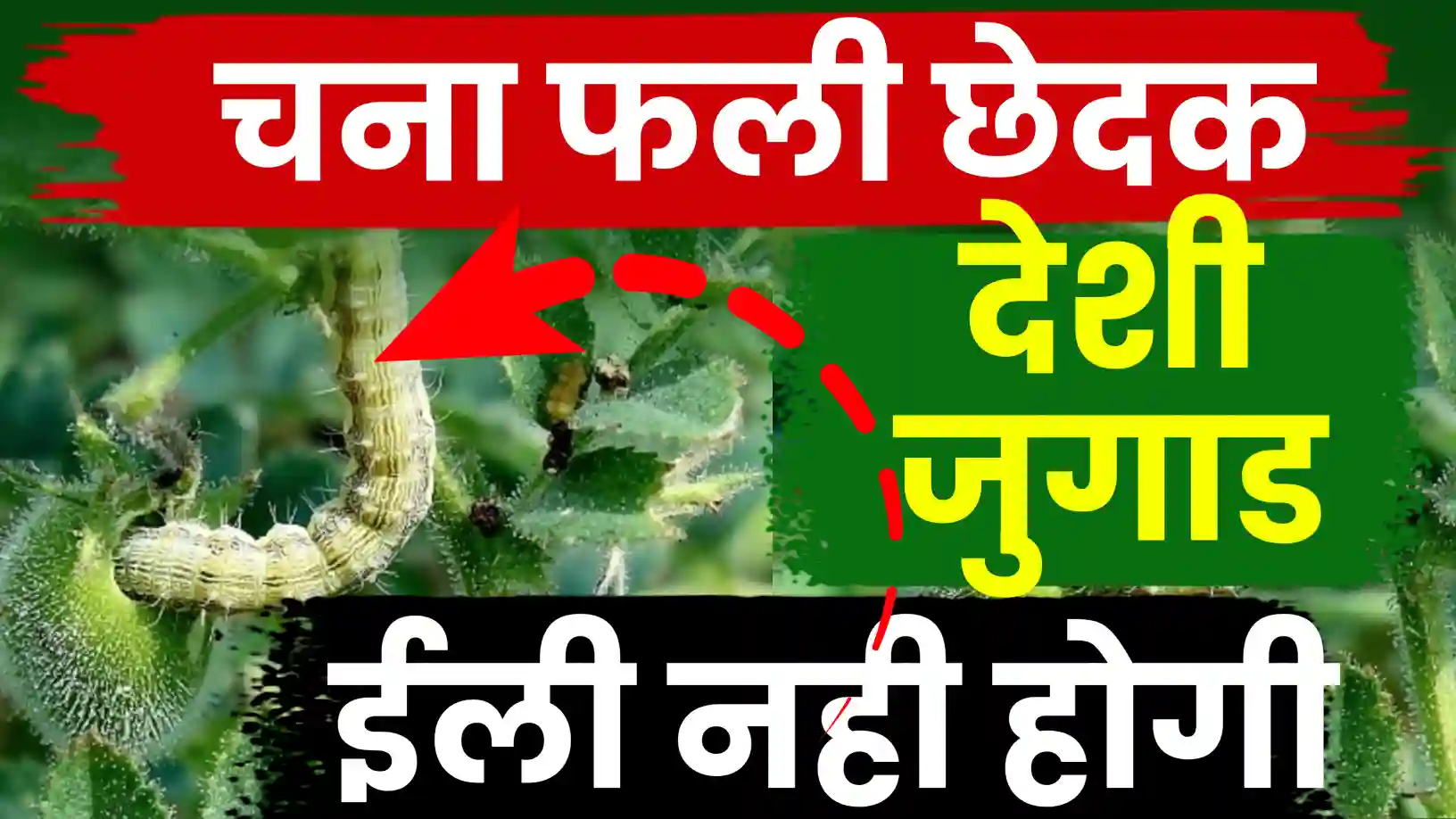 चने की फसल को फली छेदक से बचाएं