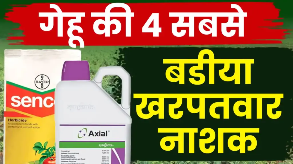 गेहूं की टॉप 4 खरपतवार नाशक दवाइयाँ: खरपतवार नियंत्रण से पाएं बेहतर उपज