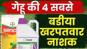 गेहूं की टॉप 4 खरपतवार नाशक दवाइयाँ: खरपतवार नियंत्रण से पाएं बेहतर उपज