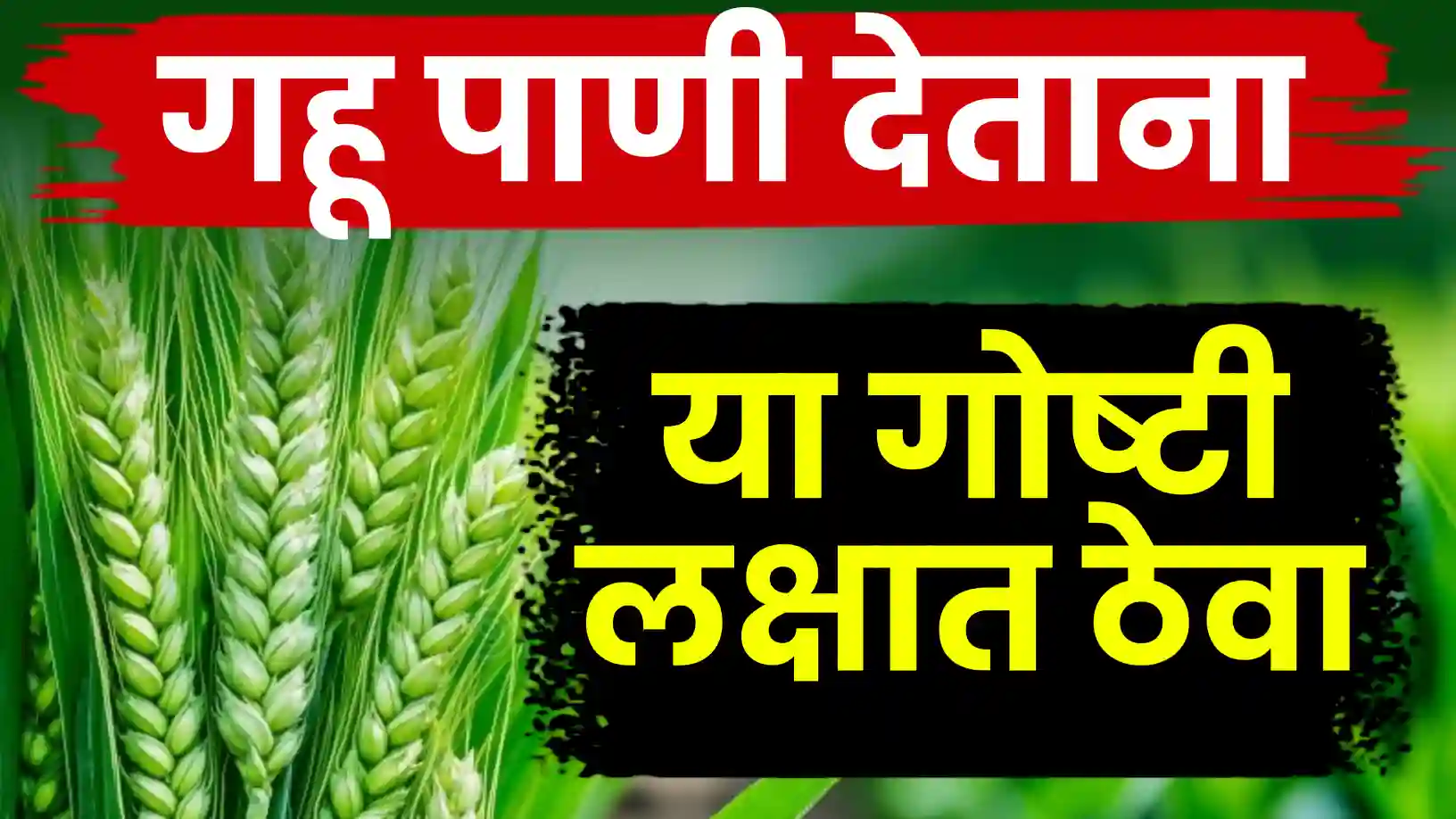 गहू उत्पादकांनो लक्ष द्या