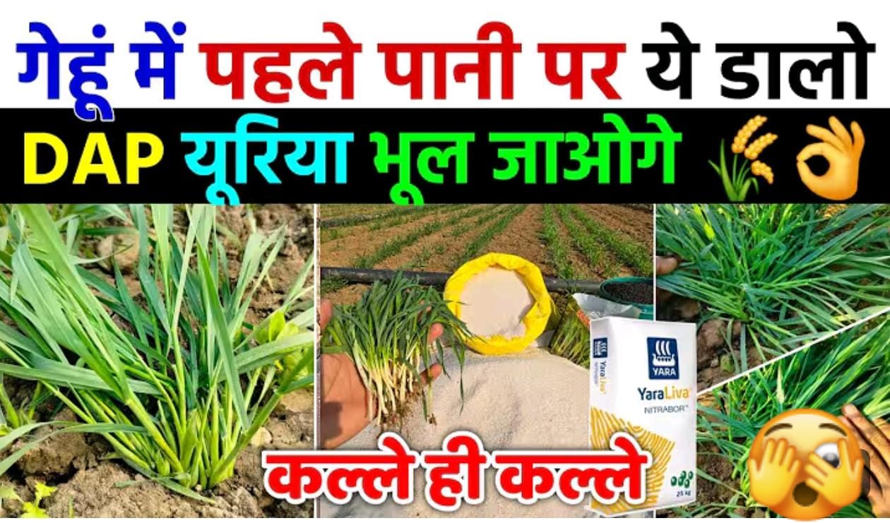 गेहूं मे पहले पाणी पर डाले यह 2 खाद